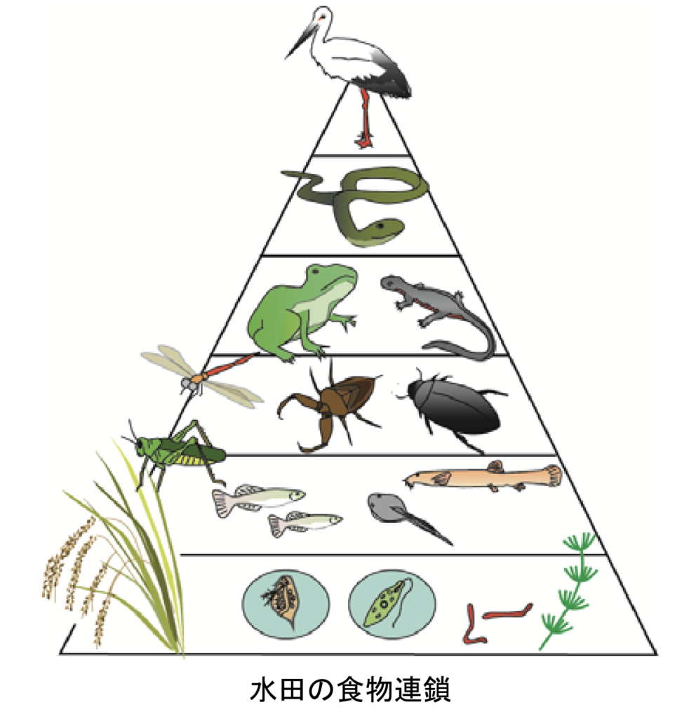 水田の食糧連鎖