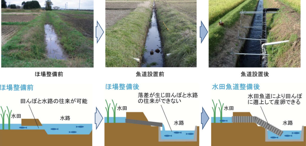 生態系に配慮した農地公共事業